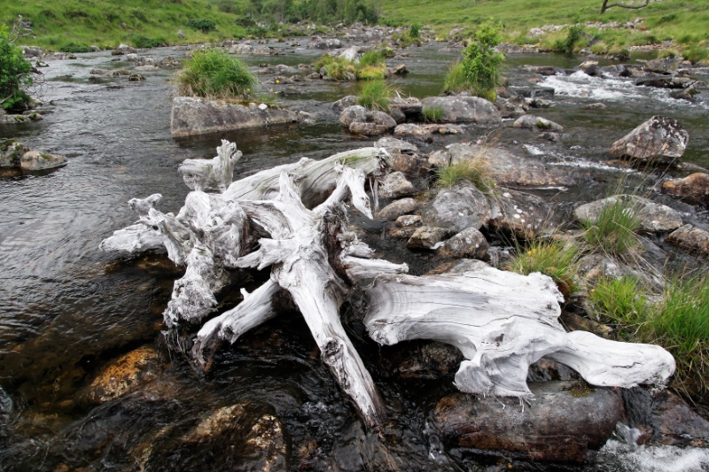 Driftwood Scotland 2.jpg